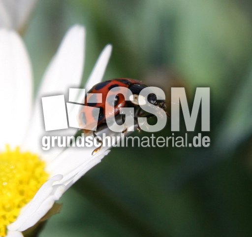 asiat-Käfer-Mai 081.jpg